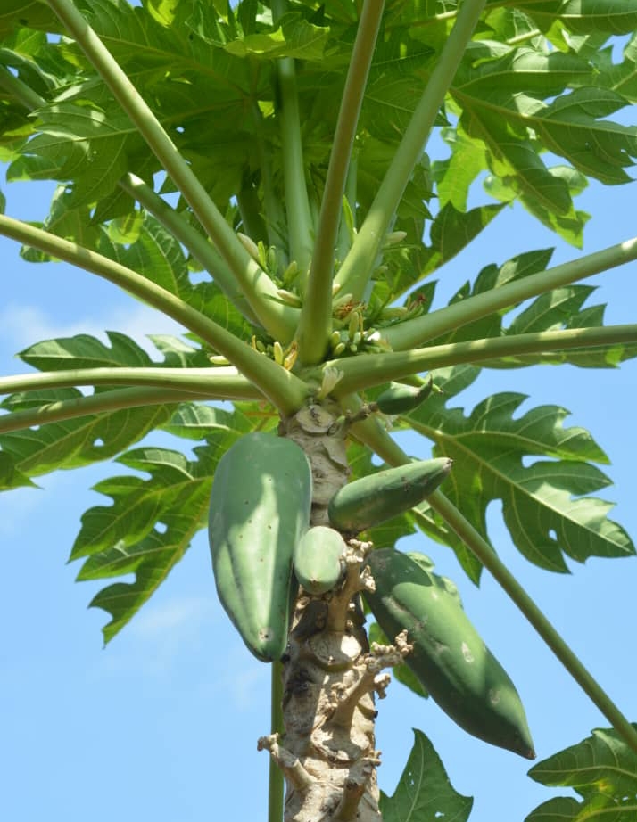 Succès du Programme des cantines scolaires/Adjohoun : L’Epp Fanvi émerveille avec son verger diversifié en fruits (Une initiative pour apporter aux enfants des nutriments riches en Vitamine A, en calcium…)