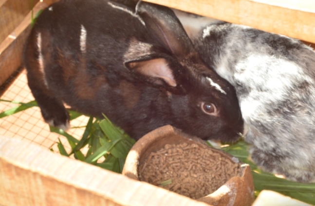 Commune d&rsquo;Ifangni : L’Epp Elèkpètè, l’élevage du Lapin pour soutenir la cantine scolaire